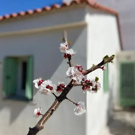 Anastasia, Downtown Village House Αμαλιάδα Εξωτερικό φωτογραφία